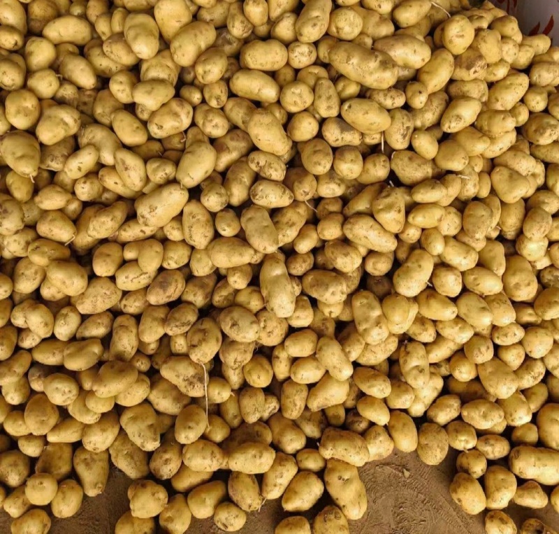 湖北土豆黄心土豆大量上市V7需要的朋友联系望长期合作