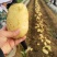 湖北土豆天门黄心土豆沃土5号V7大量有货欢迎联系