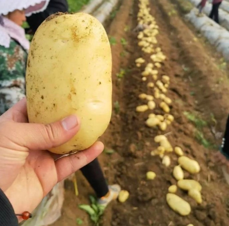 湖北土豆天门黄心土豆沃土5号V7大量有货欢迎联系