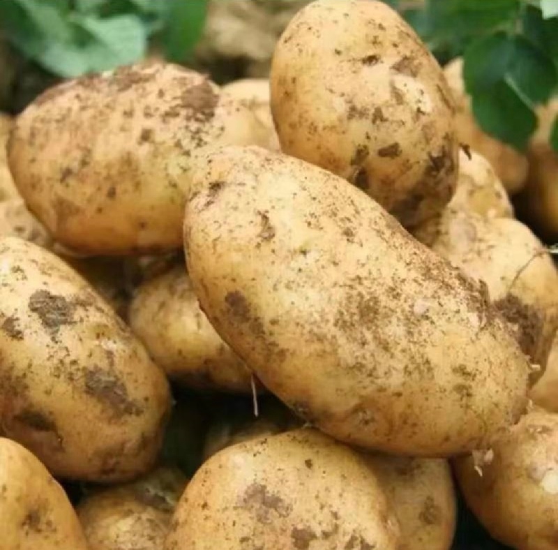湖北土豆天门黄心土豆沃土5号V7大量有货欢迎联系