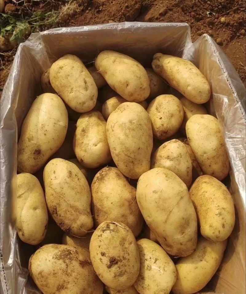 湖北土豆天门黄心土豆沃土5号V7大量有货欢迎联系