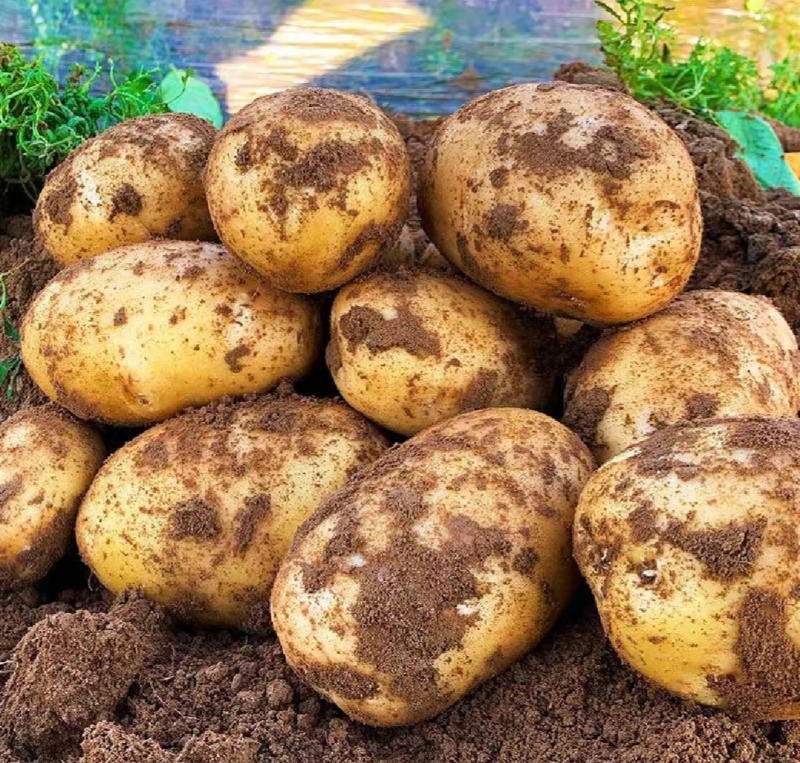 湖北土豆天门黄心土豆沃土5号V7大量有货欢迎联系
