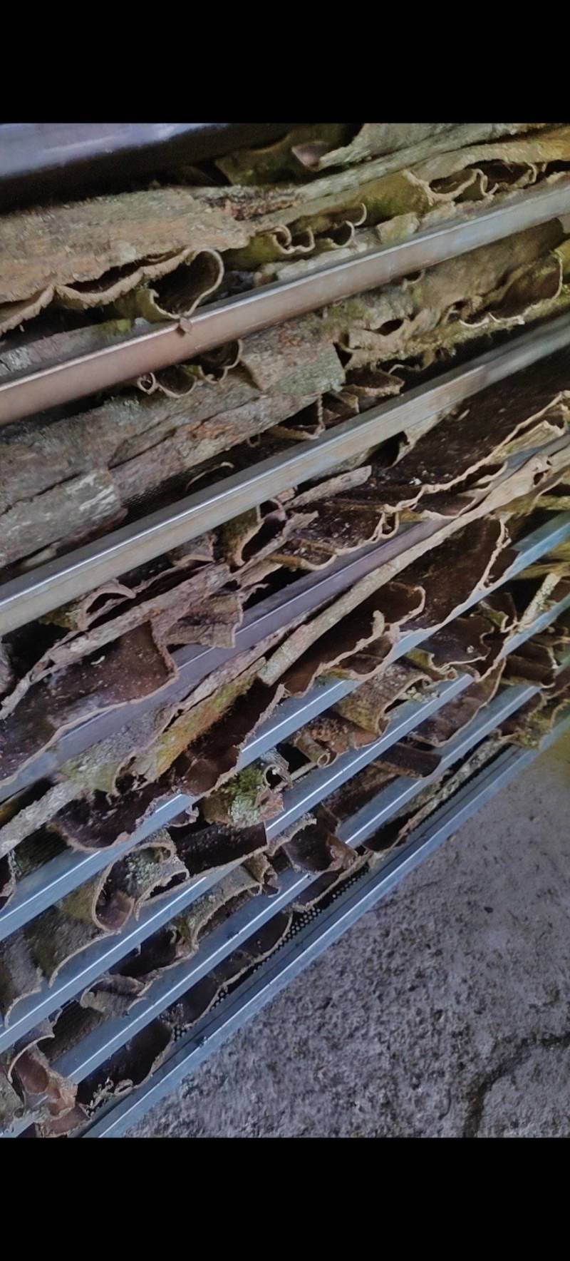 精品杜仲皮产地直发常年供应品质好货源充足欢迎咨询