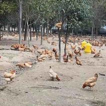 湖北走地鸡大量有货供应全国批发市场大型超市电商团购