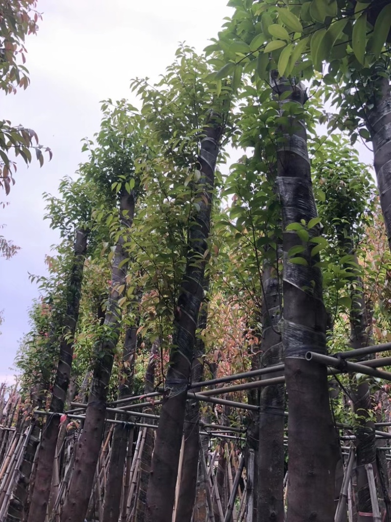 天竺桂/阴香8～12公分基地直销规格齐全欢迎老板来电