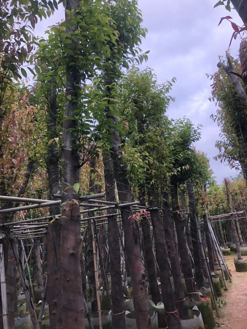 天竺桂/阴香8～12公分基地直销规格齐全欢迎老板来电
