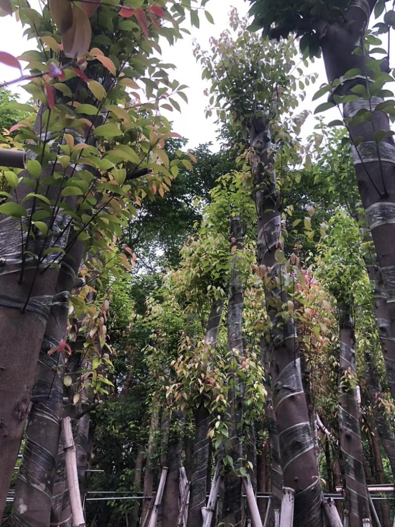 天竺桂/阴香8～12公分基地直销规格齐全欢迎老板来电