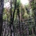 天竺桂/阴香8～12公分基地直销规格齐全欢迎老板来电
