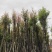 天竺桂/阴香8～12公分基地直销规格齐全欢迎老板来电
