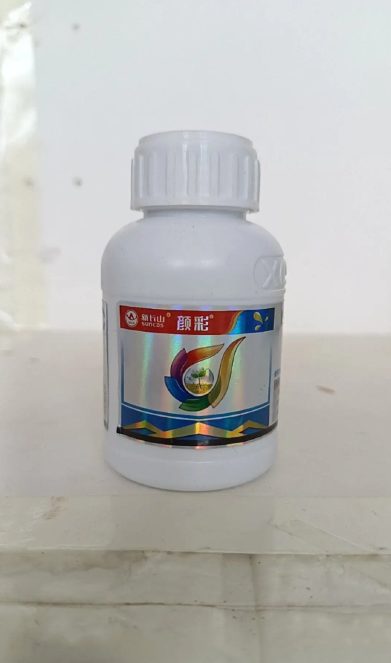 颜彩嗜硫小红卵菌能有效激活葱姜蒜韭菜内原让叶片增厚更浓绿