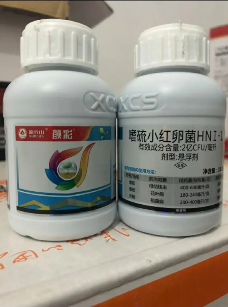 颜彩嗜硫小红卵菌能有效激活葱姜蒜韭菜内原让叶片增厚更浓绿
