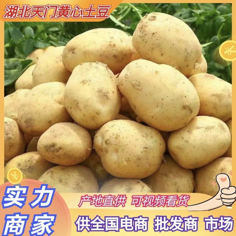 湖北土豆黄心土豆大量上市V7需要的朋友联系望长期合作