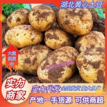 湖北土豆天门黄心土豆沃土5号V7大量有货欢迎联系