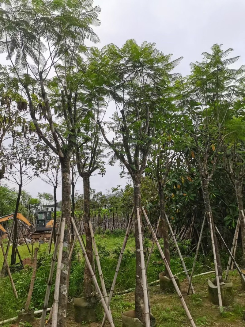 蓝花楹树12～15公分基地直销规格齐全欢迎老板来电