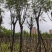 蓝花楹树12～15公分基地直销规格齐全欢迎老板来电