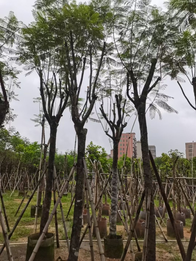 蓝花楹树12～15公分基地直销规格齐全欢迎老板来电