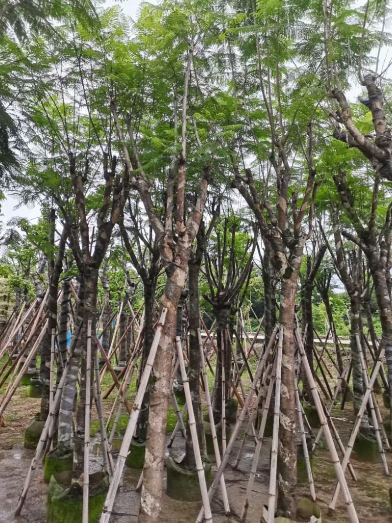 蓝花楹树12～15公分基地直销规格齐全欢迎老板来电