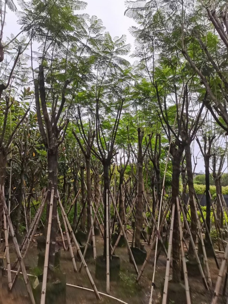 蓝花楹树12～15公分基地直销规格齐全欢迎老板来电