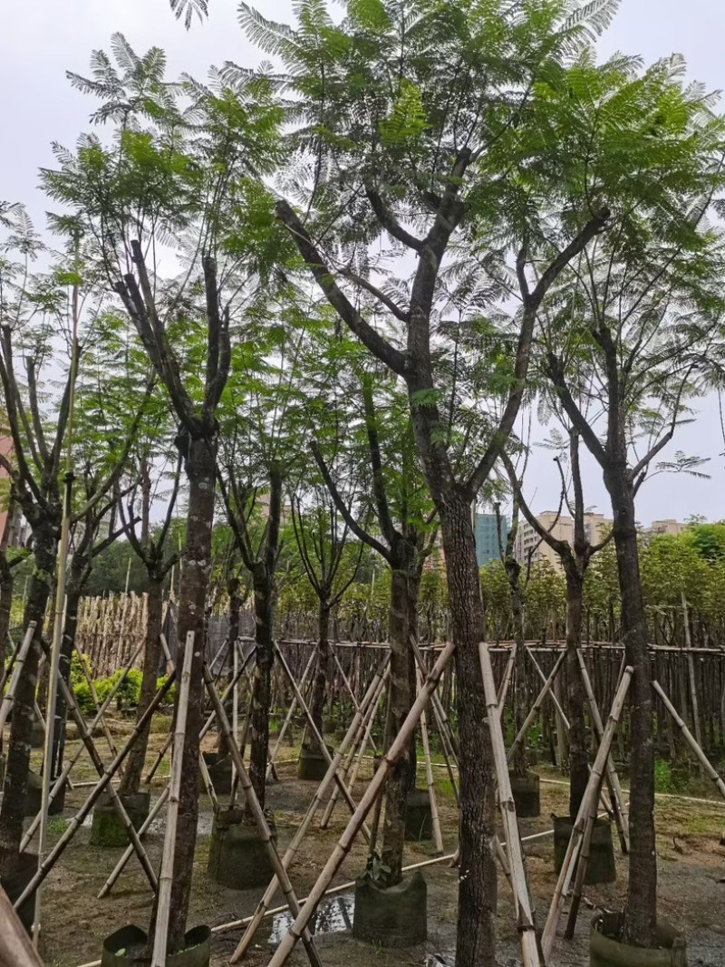 蓝花楹树12～15公分基地直销规格齐全欢迎老板来电