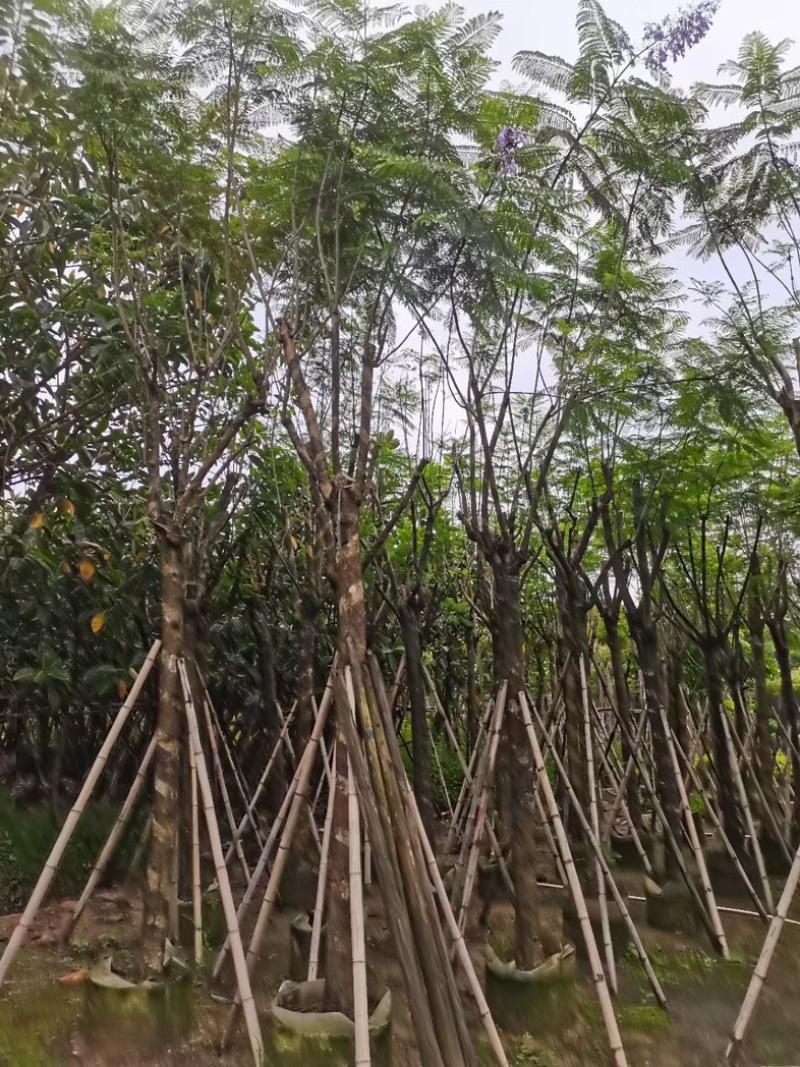 蓝花楹树12～15公分基地直销规格齐全欢迎老板来电