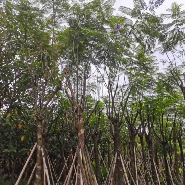 蓝花楹树12～15公分基地直销规格齐全欢迎老板来电