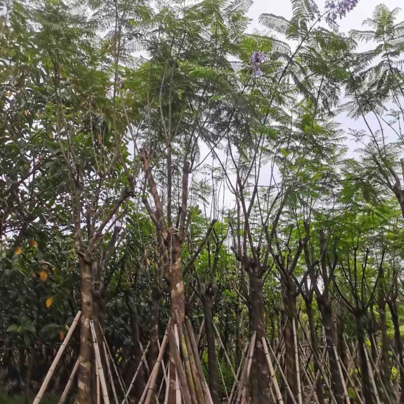 蓝花楹树12～15公分基地直销规格齐全欢迎老板来电