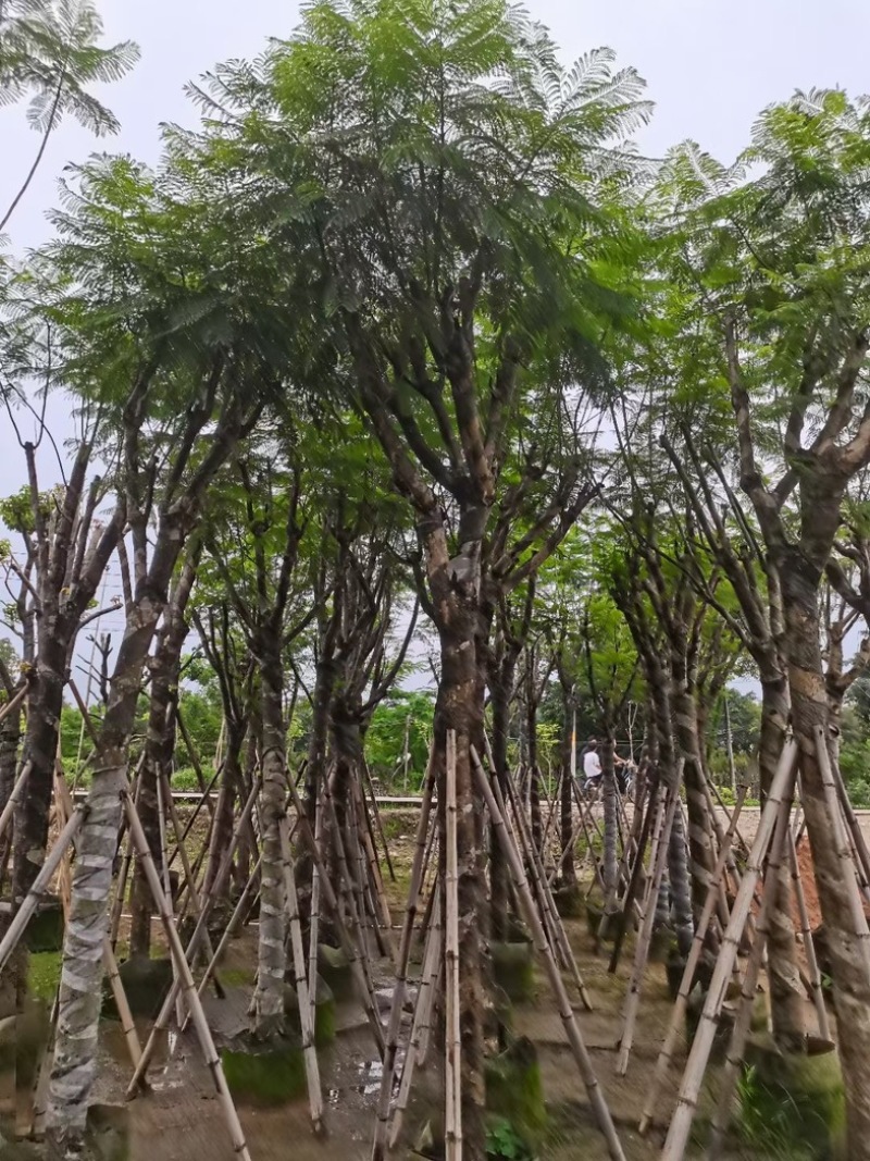 蓝花楹树12～15公分基地直销规格齐全欢迎老板来电