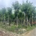宫粉紫荆12～15公分基地直销规格齐全欢迎老板来电