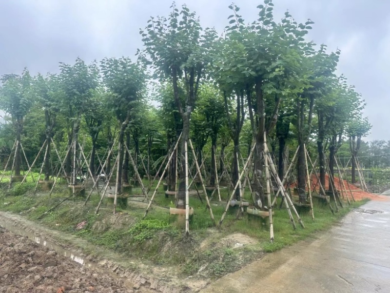 宫粉紫荆12～15公分基地直销规格齐全欢迎老板来电