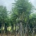 宫粉紫荆12～15公分基地直销规格齐全欢迎老板来电