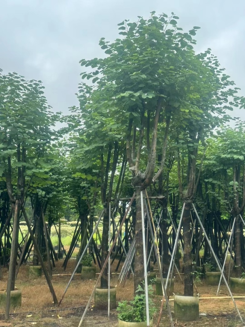 宫粉紫荆12～15公分基地直销规格齐全欢迎老板来电