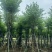 宫粉紫荆12～15公分基地直销规格齐全欢迎老板来电