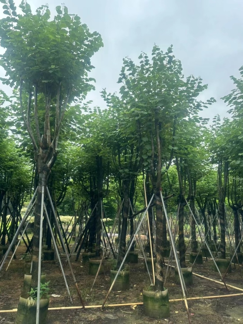 宫粉紫荆12～15公分基地直销规格齐全欢迎老板来电