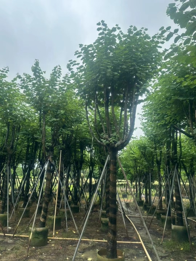 宫粉紫荆12～15公分基地直销规格齐全欢迎老板来电