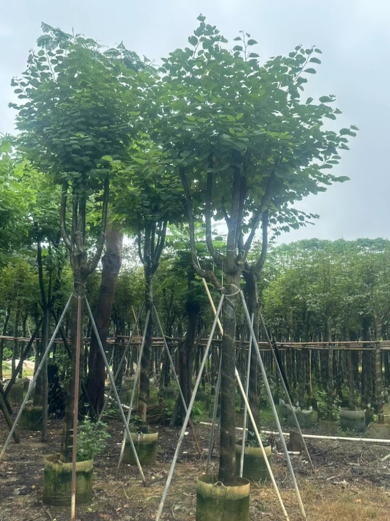 宫粉紫荆12～15公分基地直销规格齐全欢迎老板来电