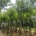宫粉紫荆12～15公分基地直销规格齐全欢迎老板来电