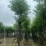 宫粉紫荆12～15公分基地直销规格齐全欢迎老板来电