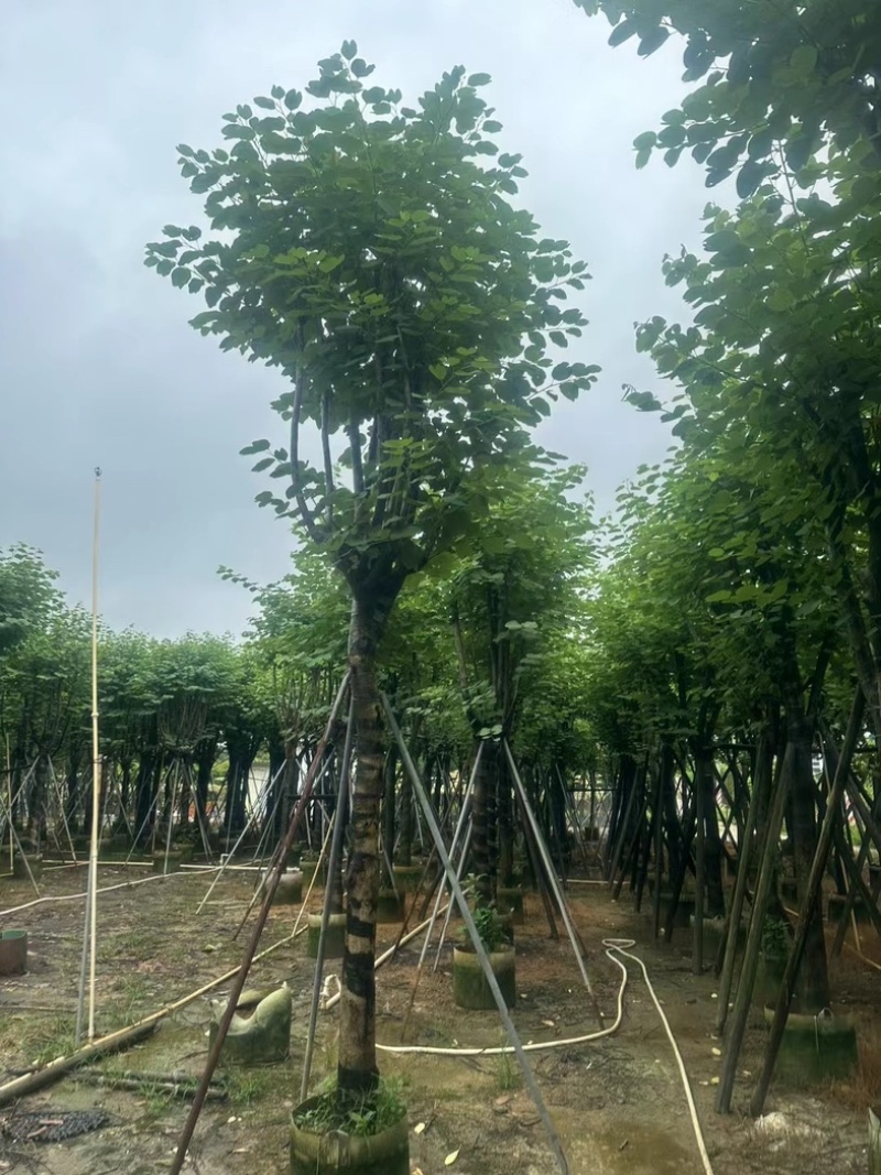 宫粉紫荆12～15公分基地直销规格齐全欢迎老板来电