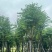 宫粉紫荆12～15公分基地直销规格齐全欢迎老板来电