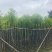 杀头香樟5～8公分基地直销规格齐全欢迎老板来电咨询