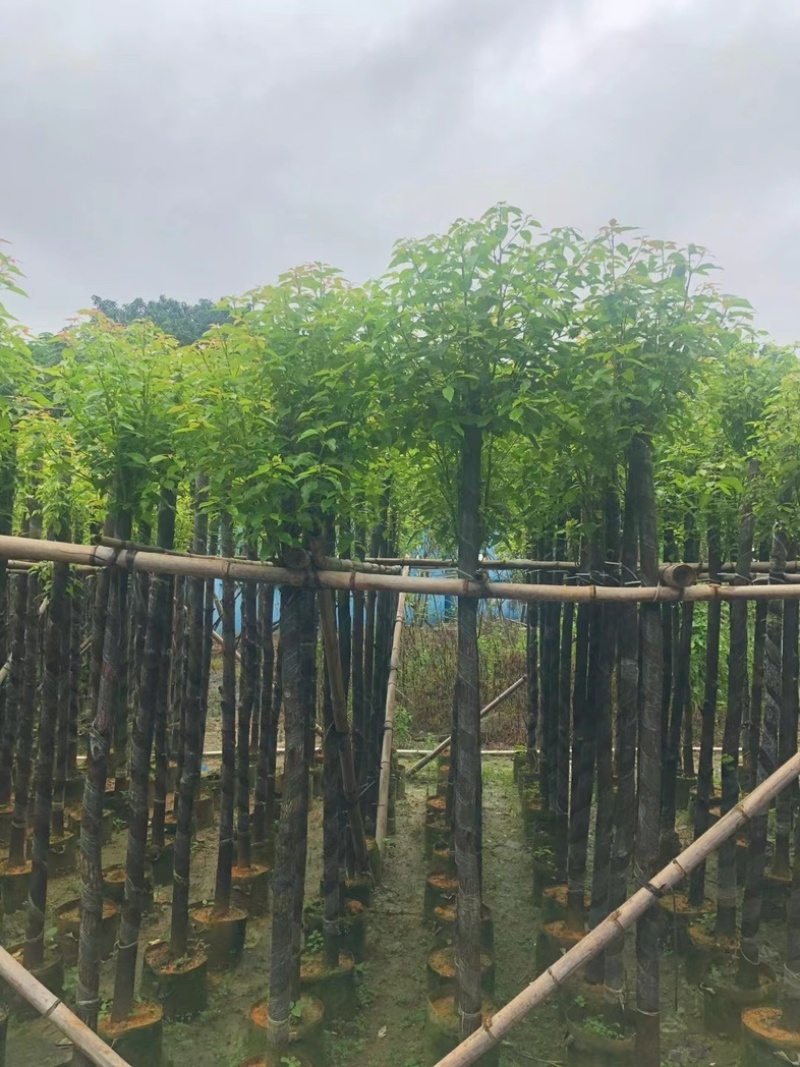 杀头香樟5～8公分基地直销规格齐全欢迎老板来电咨询