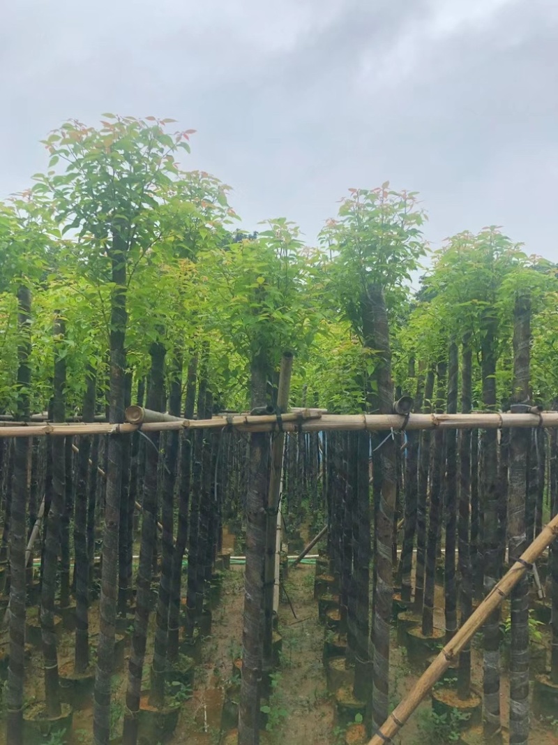 杀头香樟5～8公分基地直销规格齐全欢迎老板来电咨询