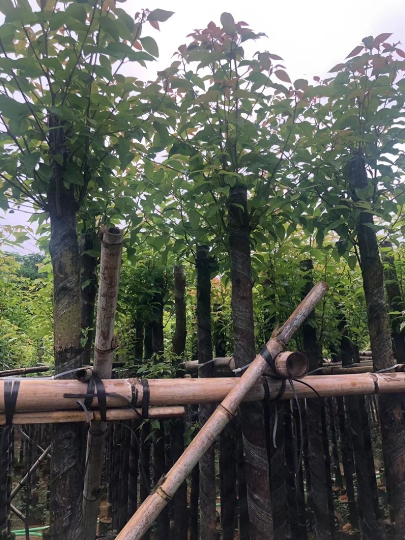 杀头香樟5～8公分基地直销规格齐全欢迎老板来电咨询