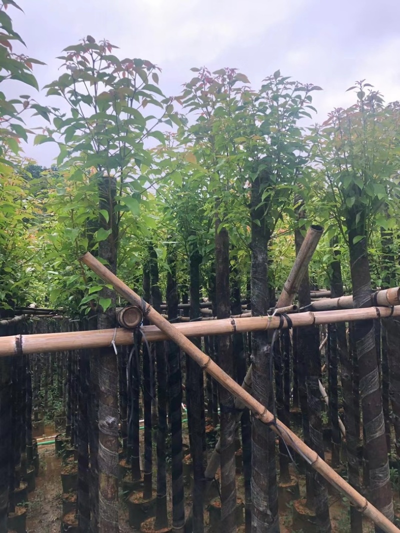 杀头香樟5～8公分基地直销规格齐全欢迎老板来电咨询