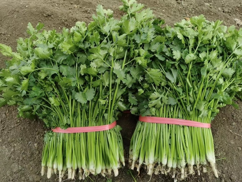 精品小叶铁杆香菜大量上市可加工清洗泡沫箱扎把冷库货