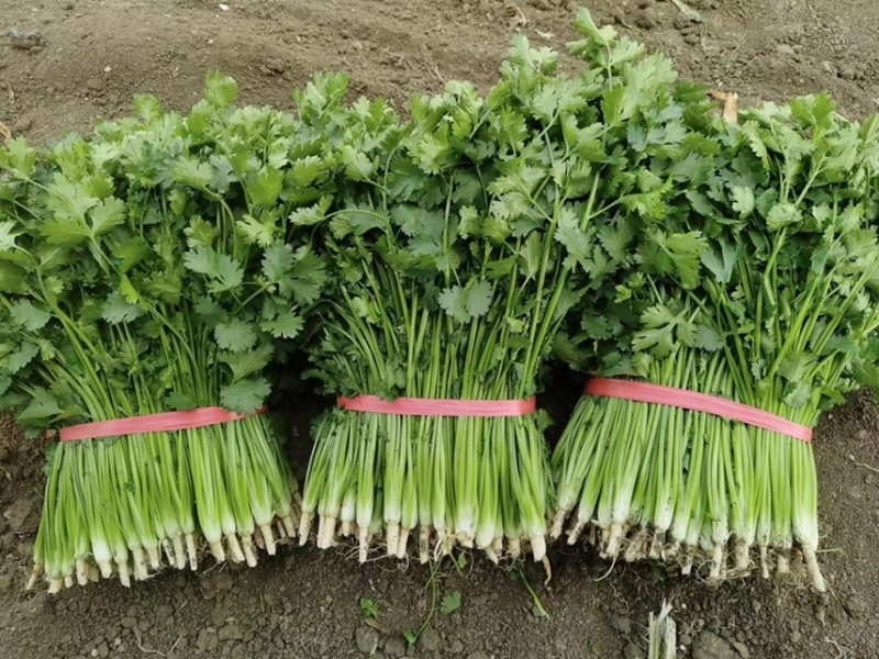 精品小叶铁杆香菜大量上市可加工清洗泡沫箱扎把冷库货