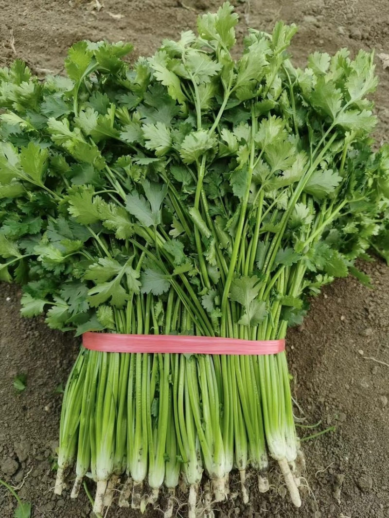 精品小叶铁杆香菜大量上市可加工清洗泡沫箱扎把冷库货