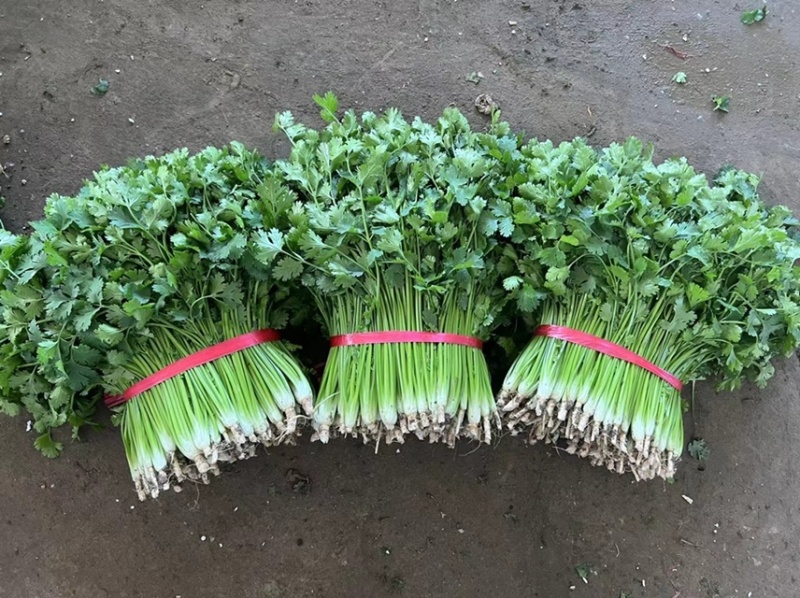 精品小叶铁杆香菜大量上市可加工清洗泡沫箱扎把冷库货