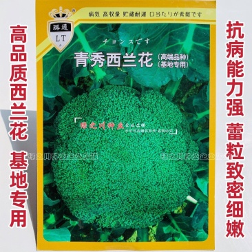 青秀西兰花种子杂交西蓝花种籽新品种抗病丰产基地专用春秋
