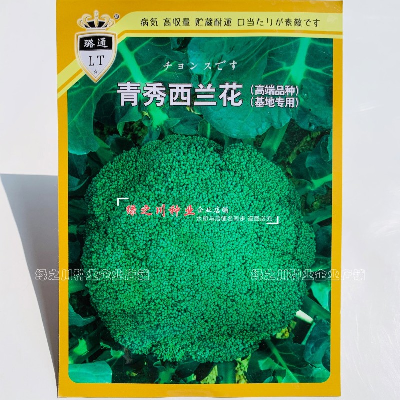 青秀西兰花种子杂交西蓝花种籽新品种抗病丰产基地专用春秋